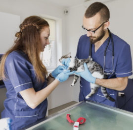 Veterinary Consultation